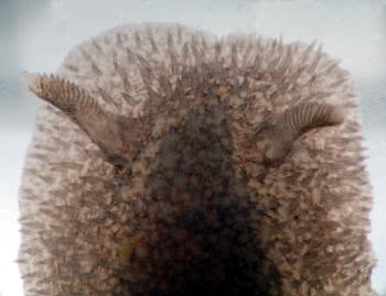 Acanthodoris pilosa